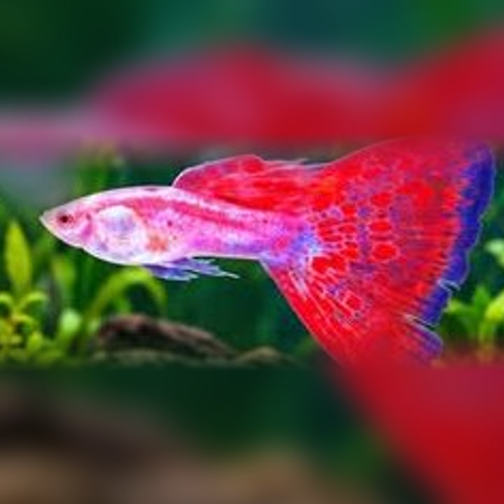 Guppy