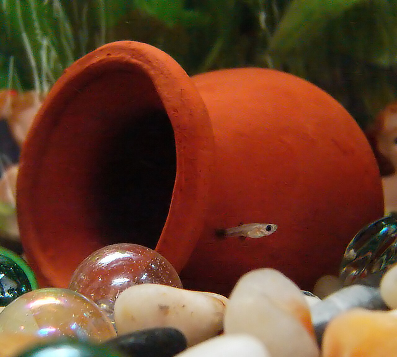 Guppy