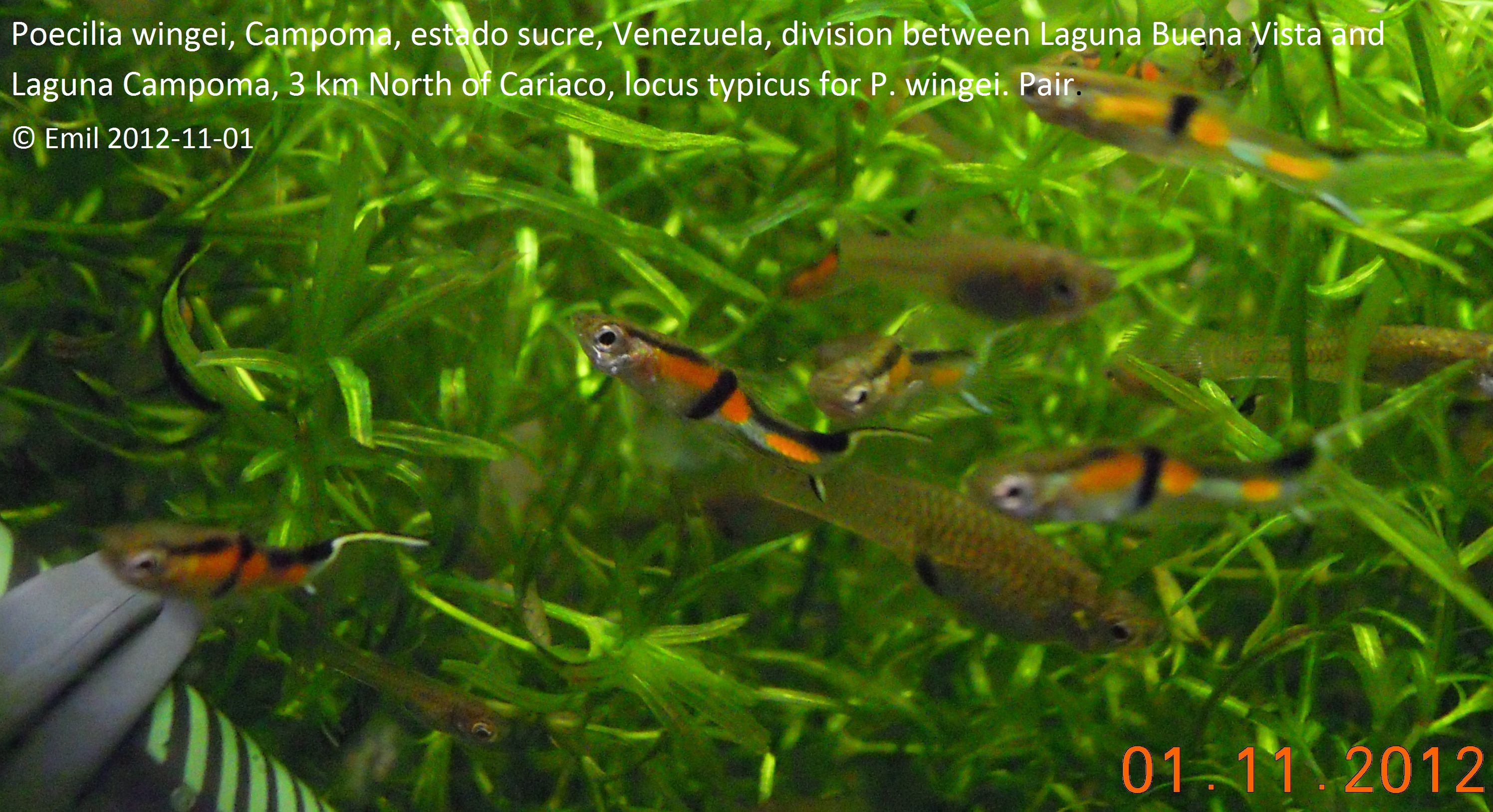 Endler's Livebearer