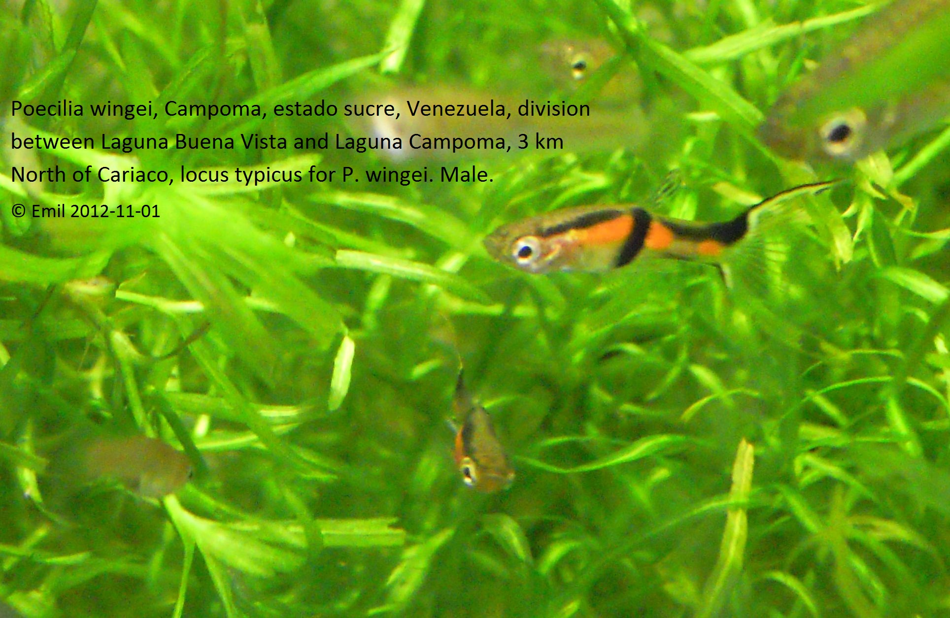 Endler's Livebearer