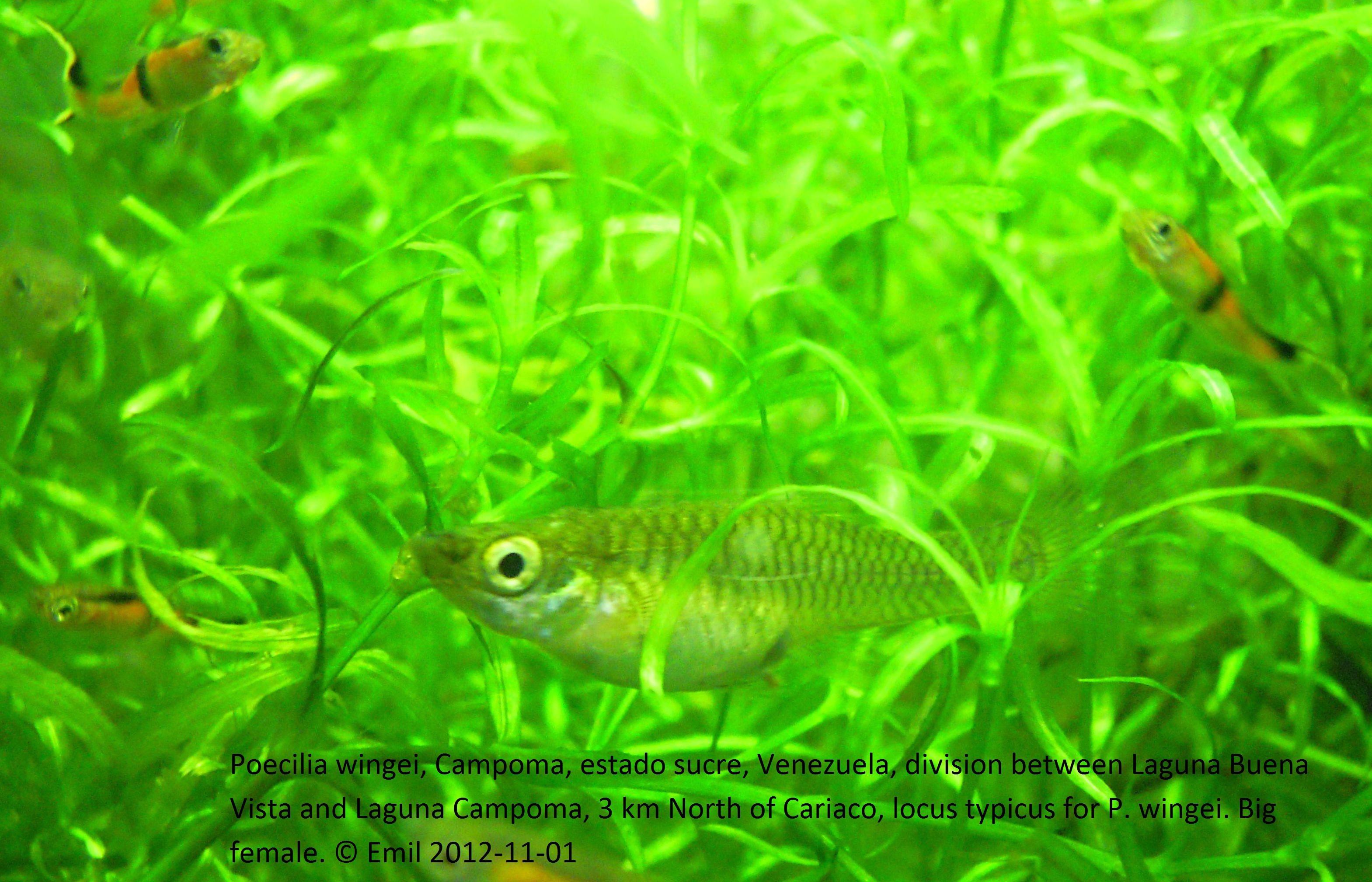 Endler's Livebearer