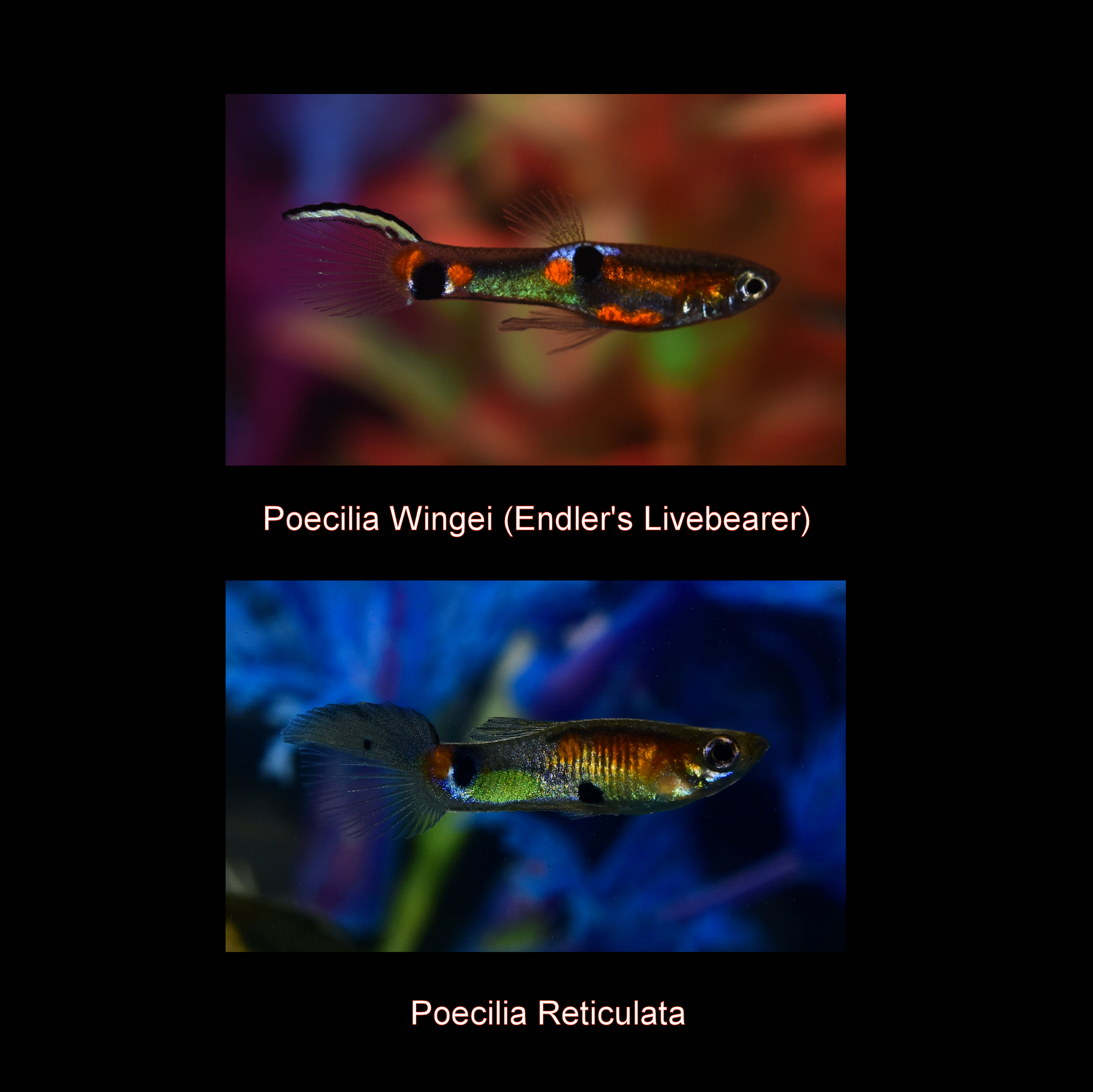 Endler's Livebearer