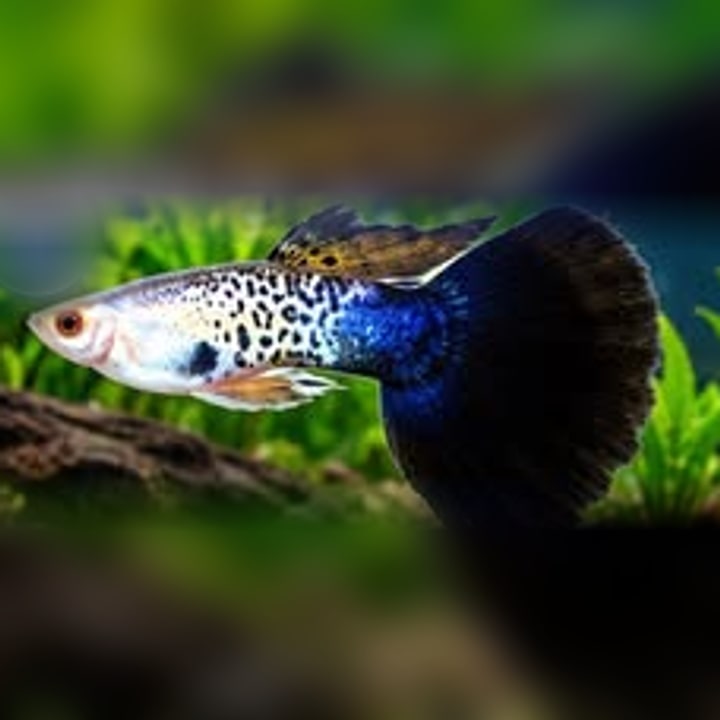 Black Cobra Tail