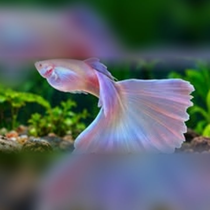 Blue Moscow Albino