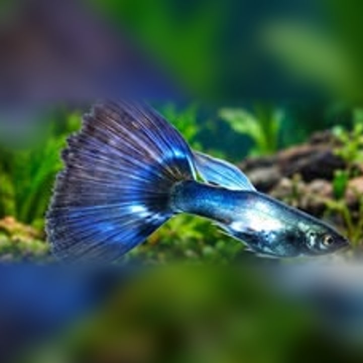 Platinum Blue