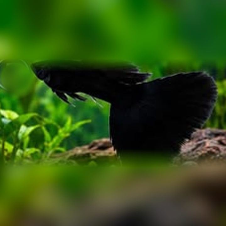 Full Black Thailand