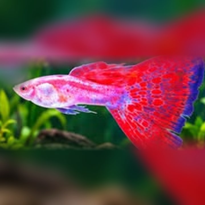 Red Mosaic