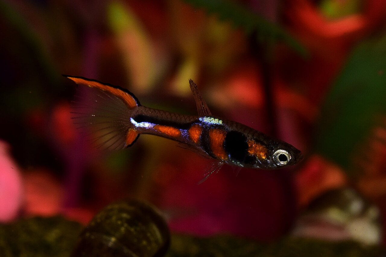 Campoma