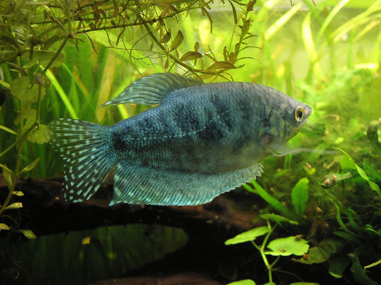 Gourami