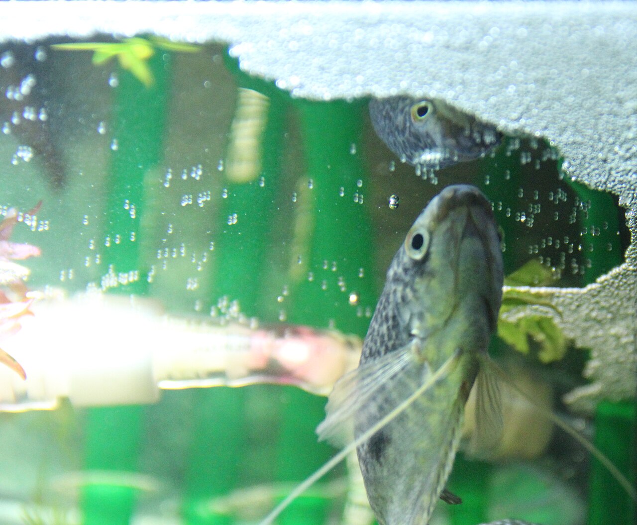 Gourami