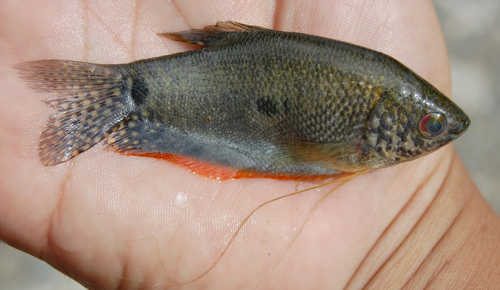 Gourami