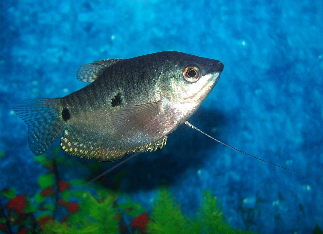 Blue gourami