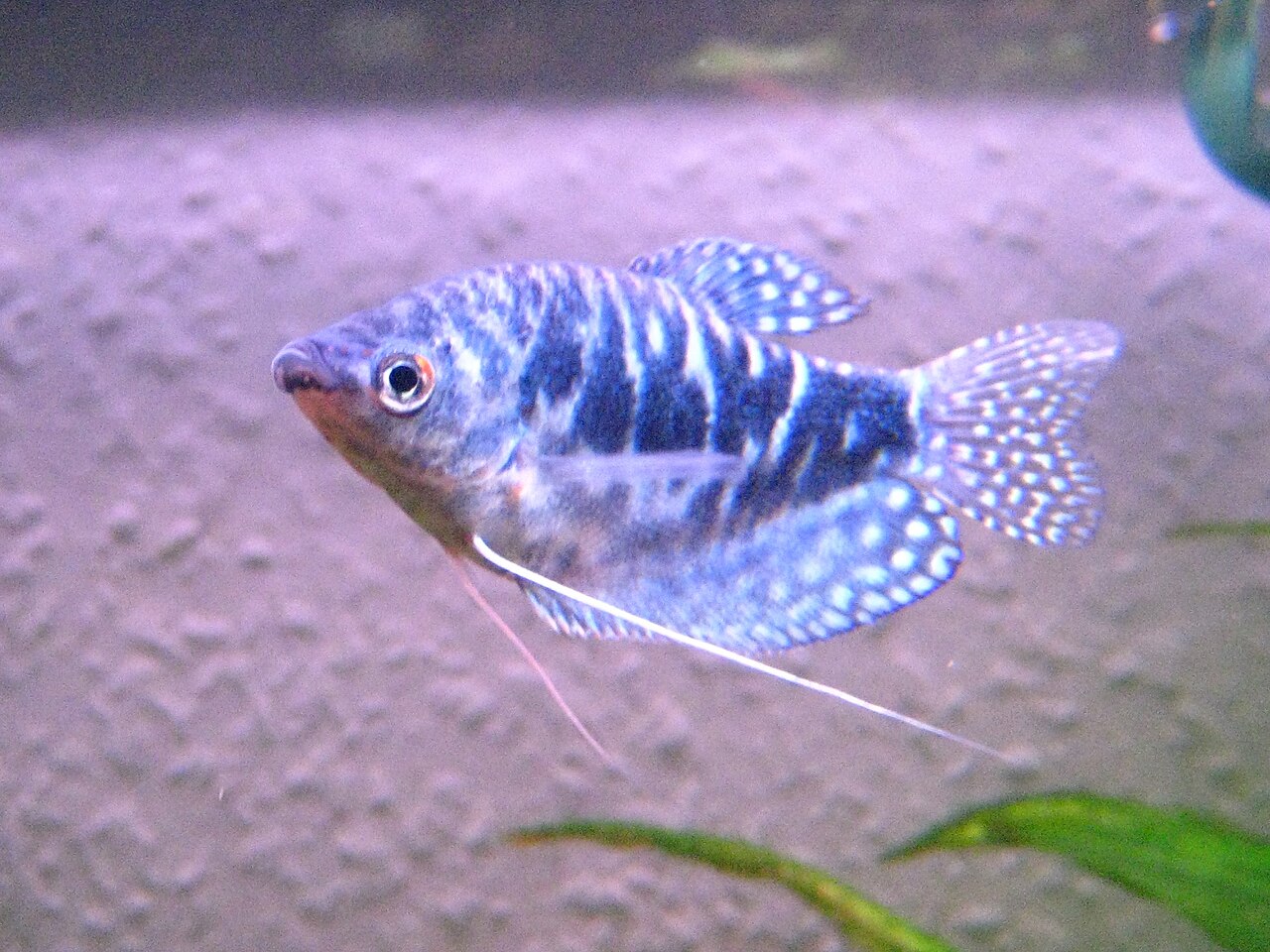 Opaline gourami