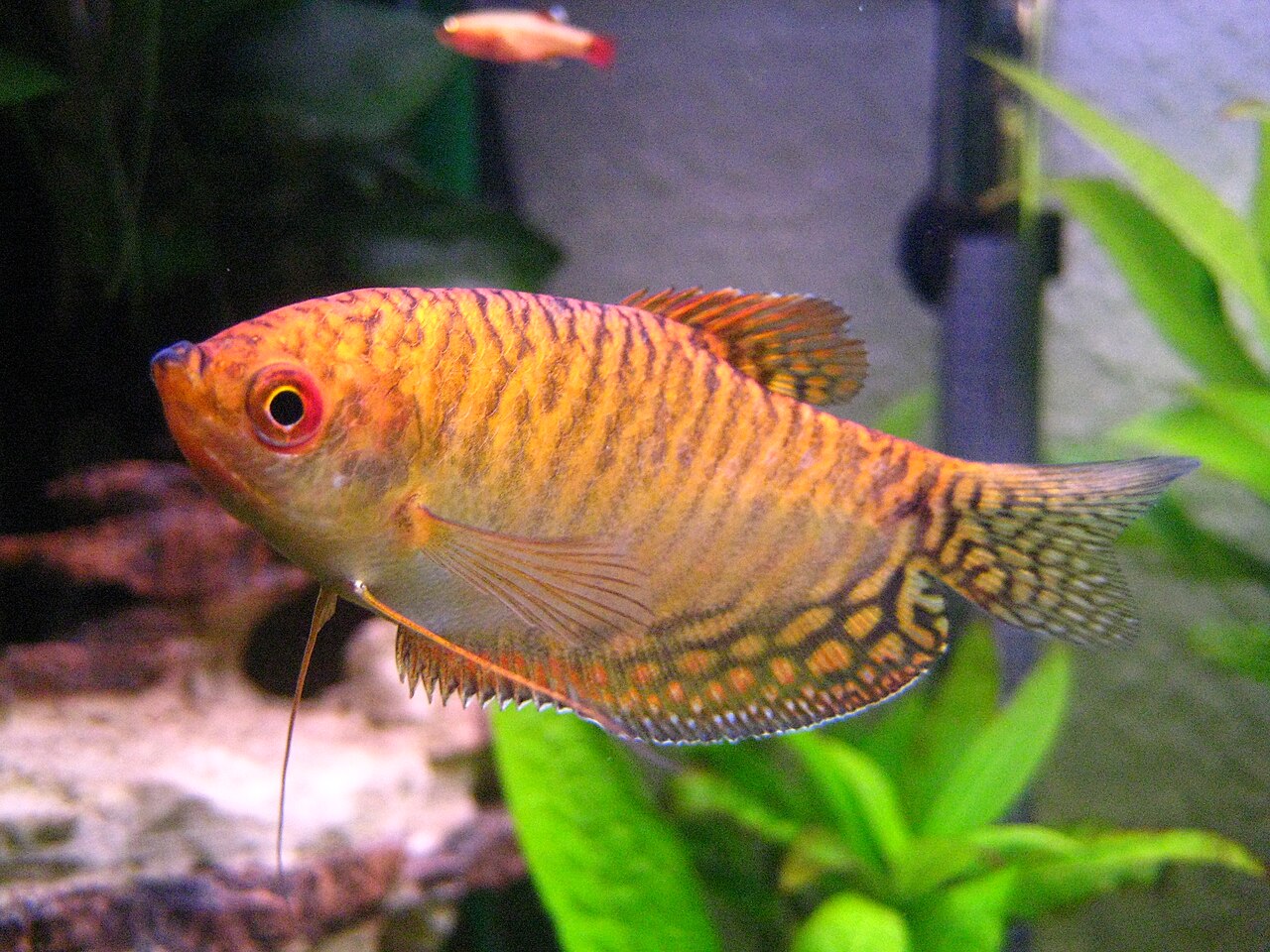 Gold gourami