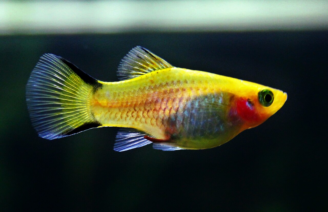 Platy