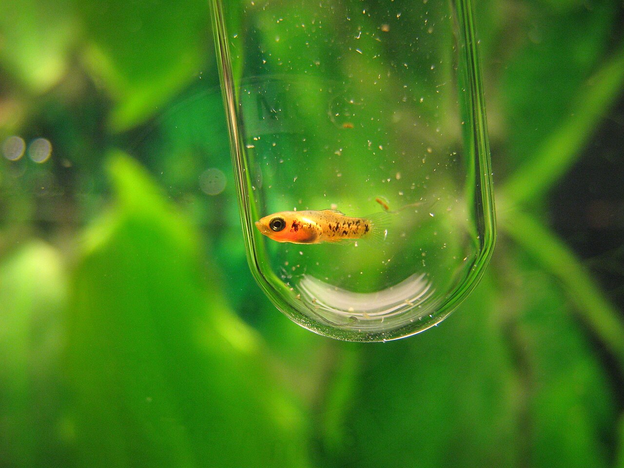 Platy