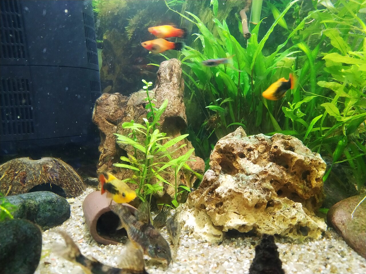 Platy