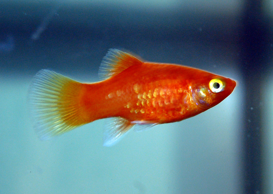 Red platy