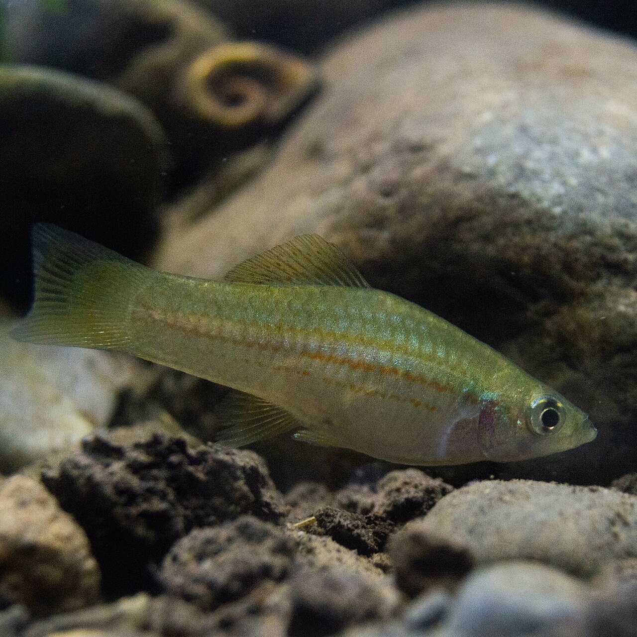 Swordtail