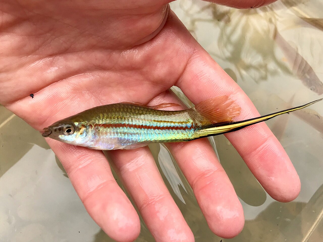 Swordtail