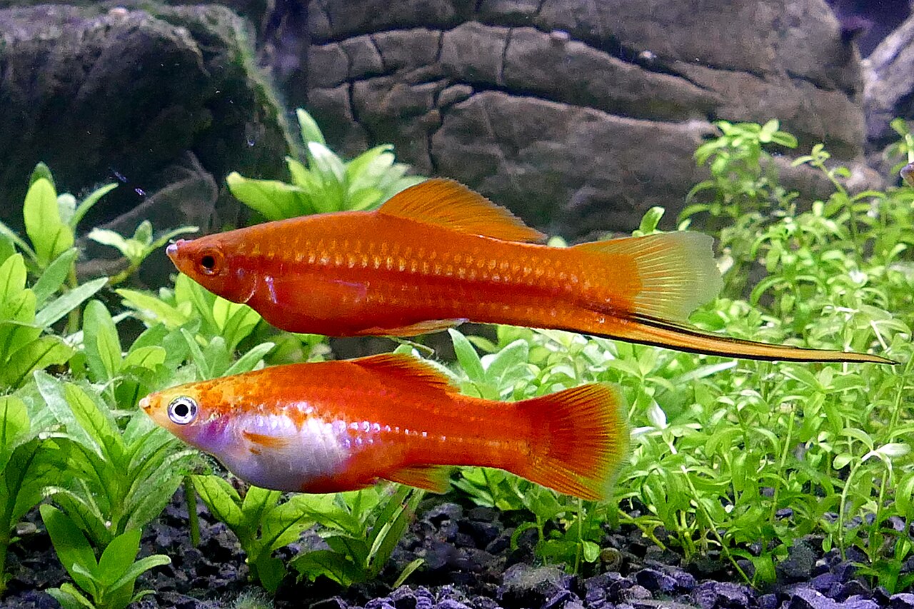 Swordtail