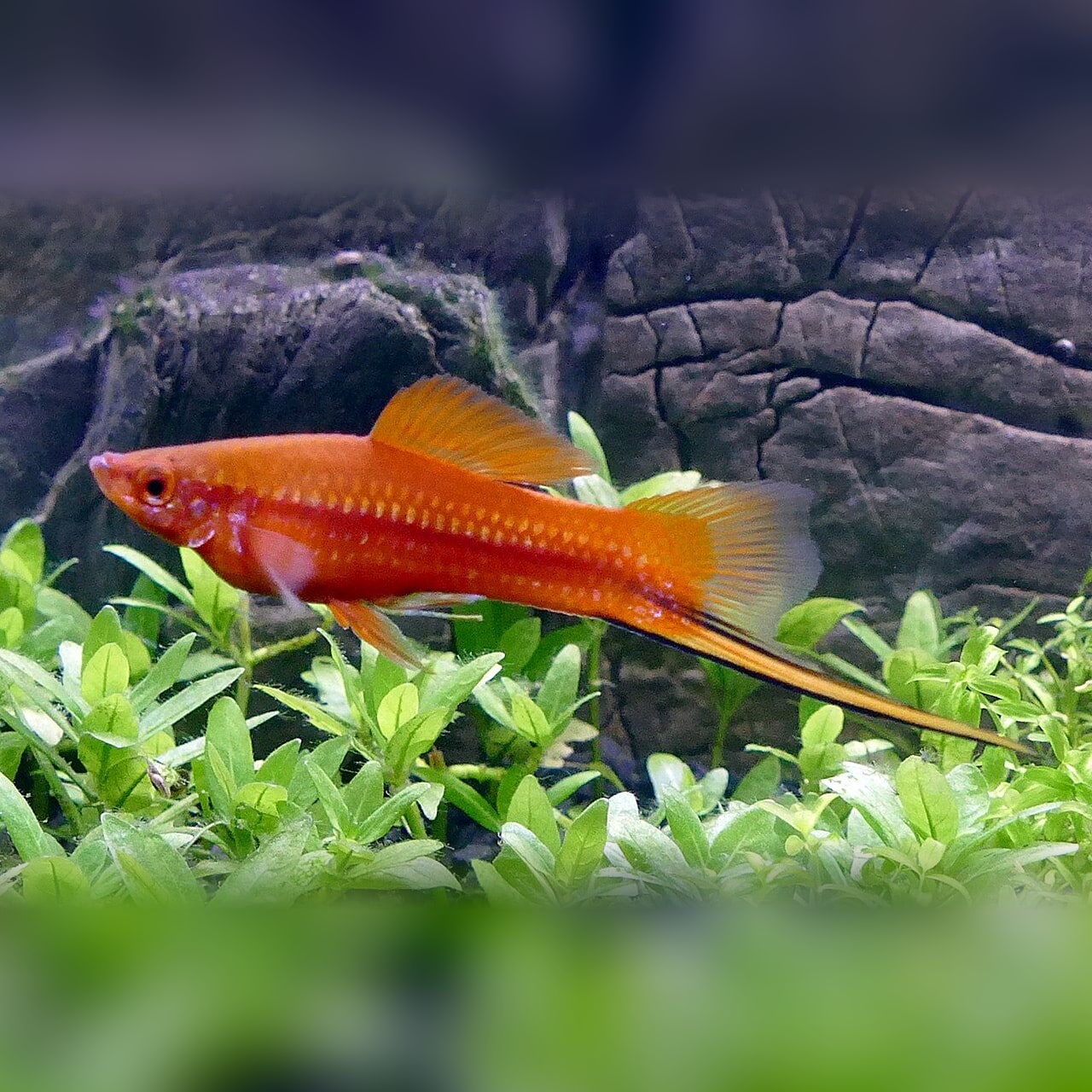 Red swordtail