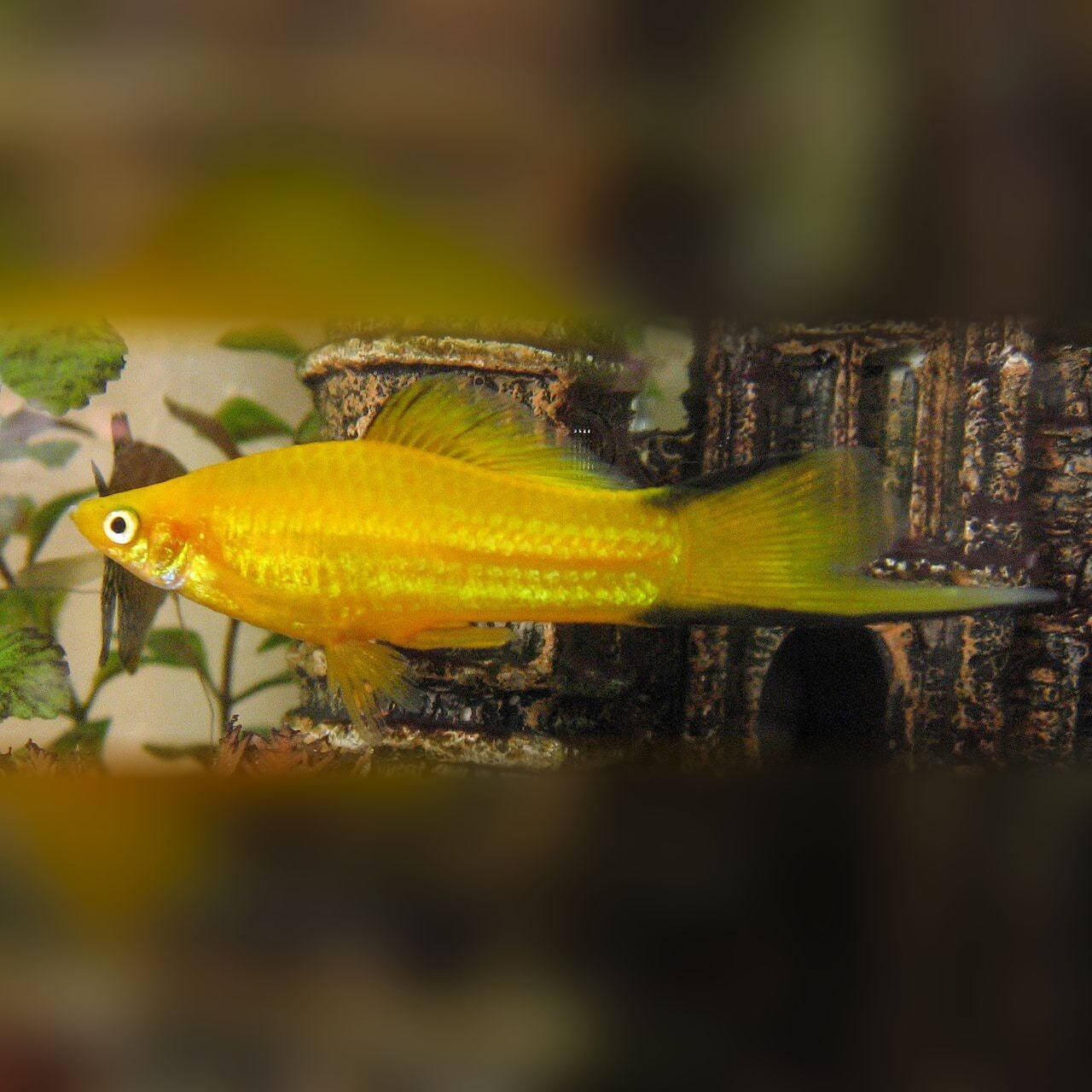 Lemon (golden) swordtail