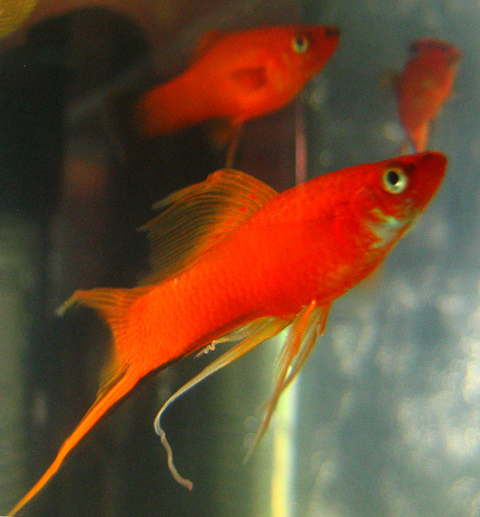 Veiltail swordtail