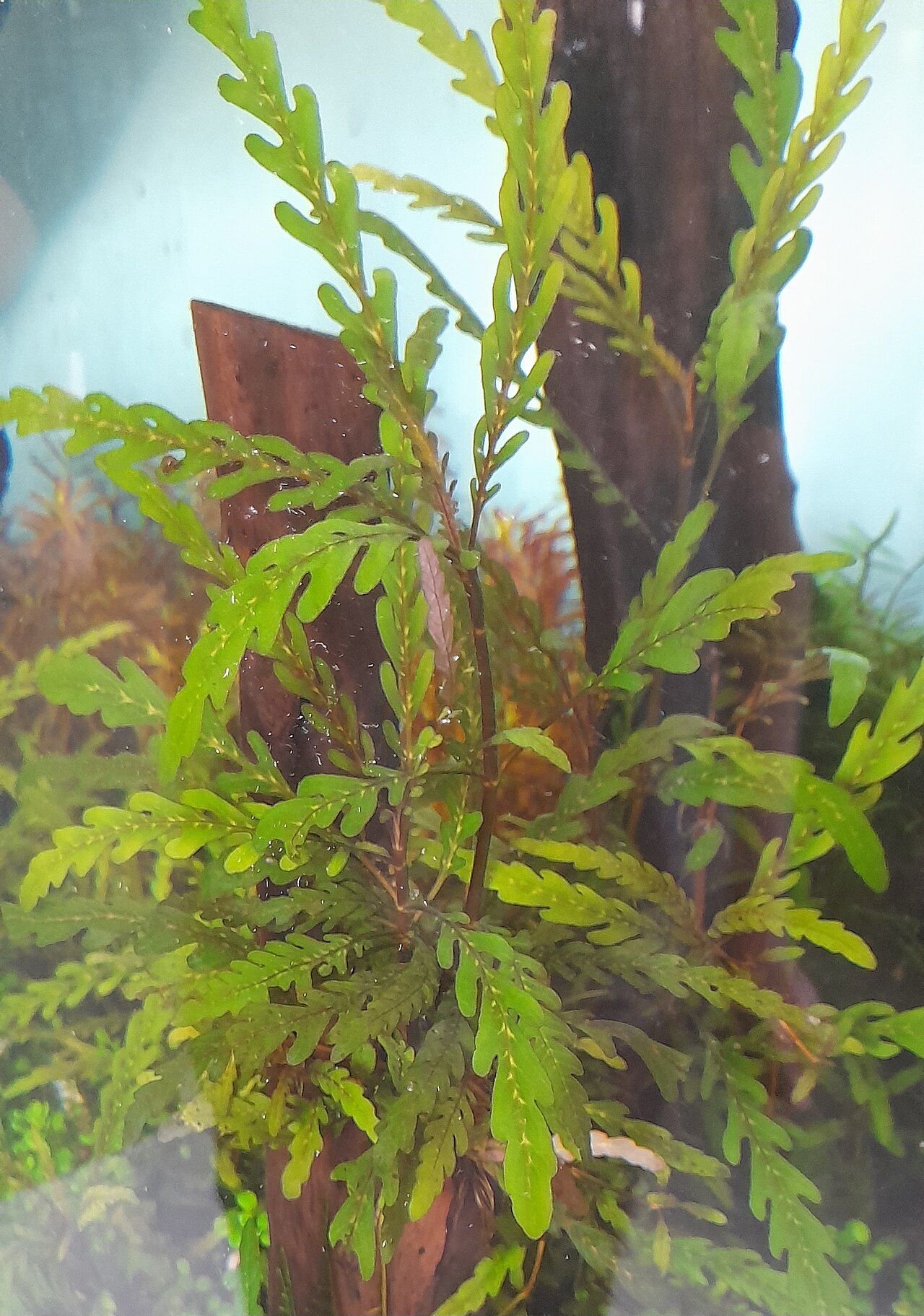 Hygrophila pinnatifida