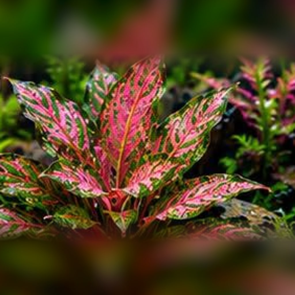 Cardinal flower