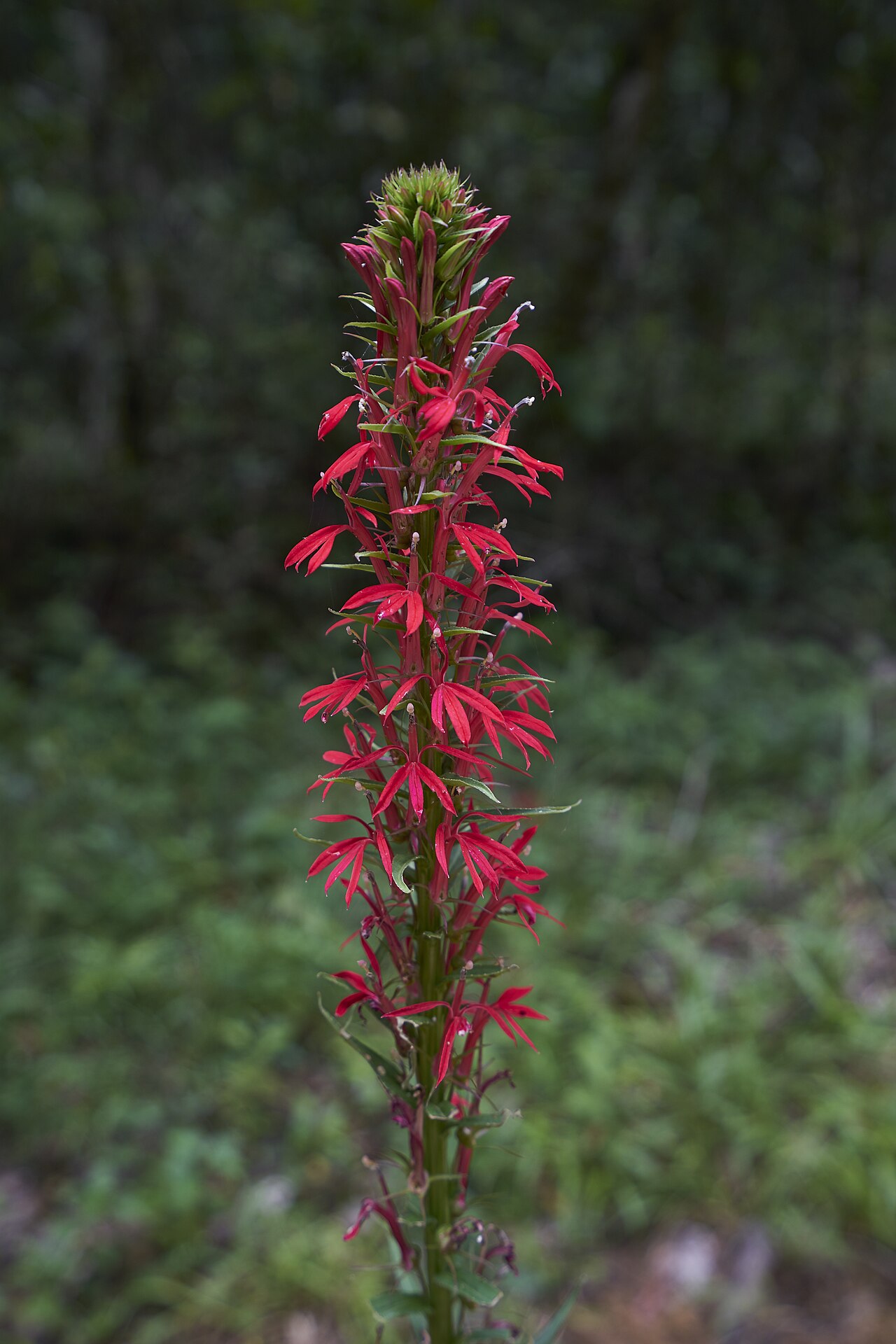 Cardinal flower