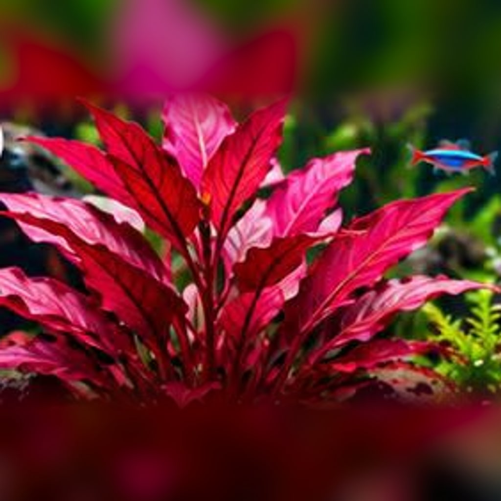 Water hedge (Alternanthera reineckii)