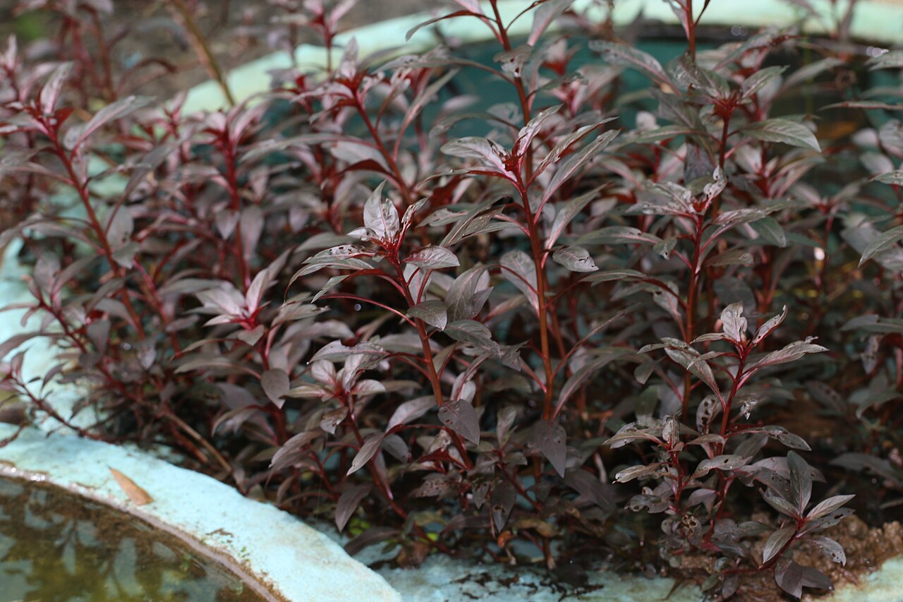 Water hedge (Alternanthera reineckii)