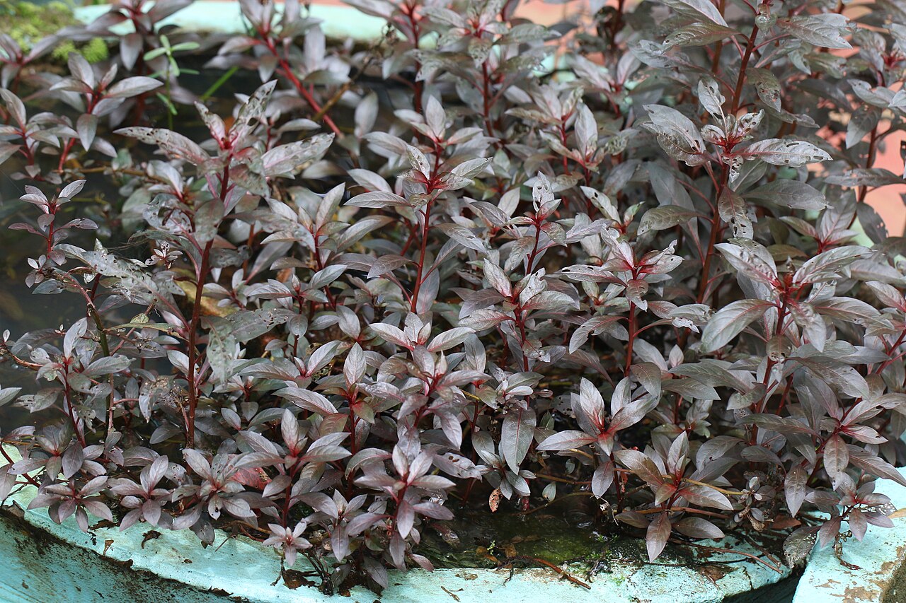 Water hedge (Alternanthera reineckii)
