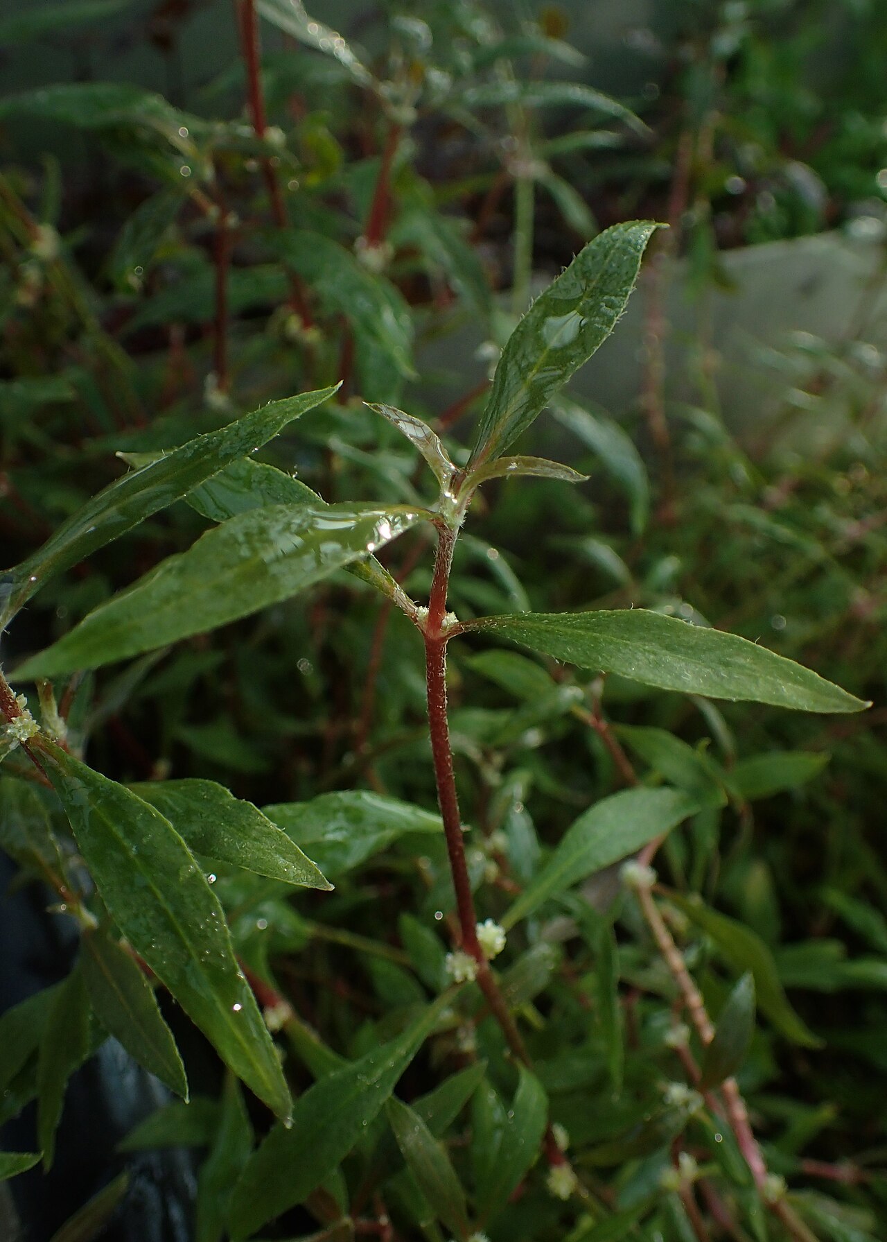 Alternanthera reineckii 'Lilacina'