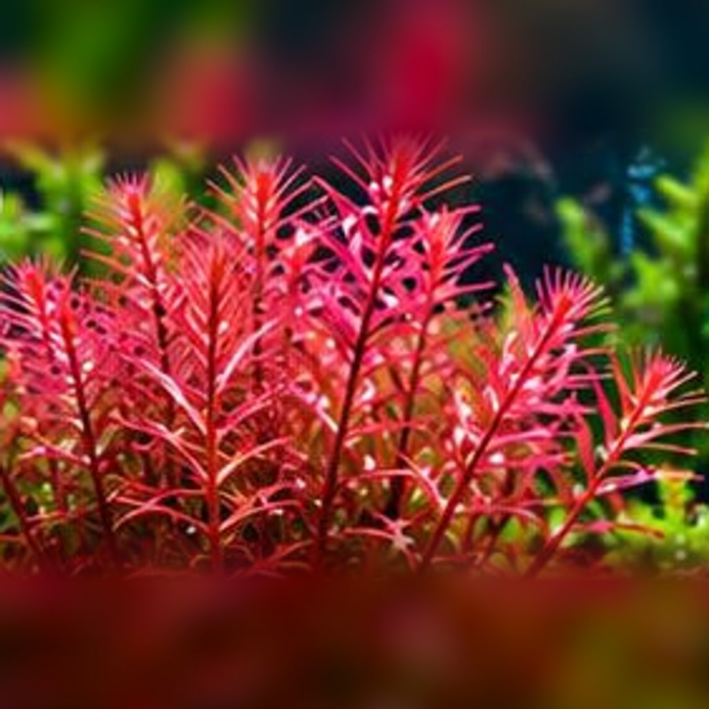 Dwarf rotala
