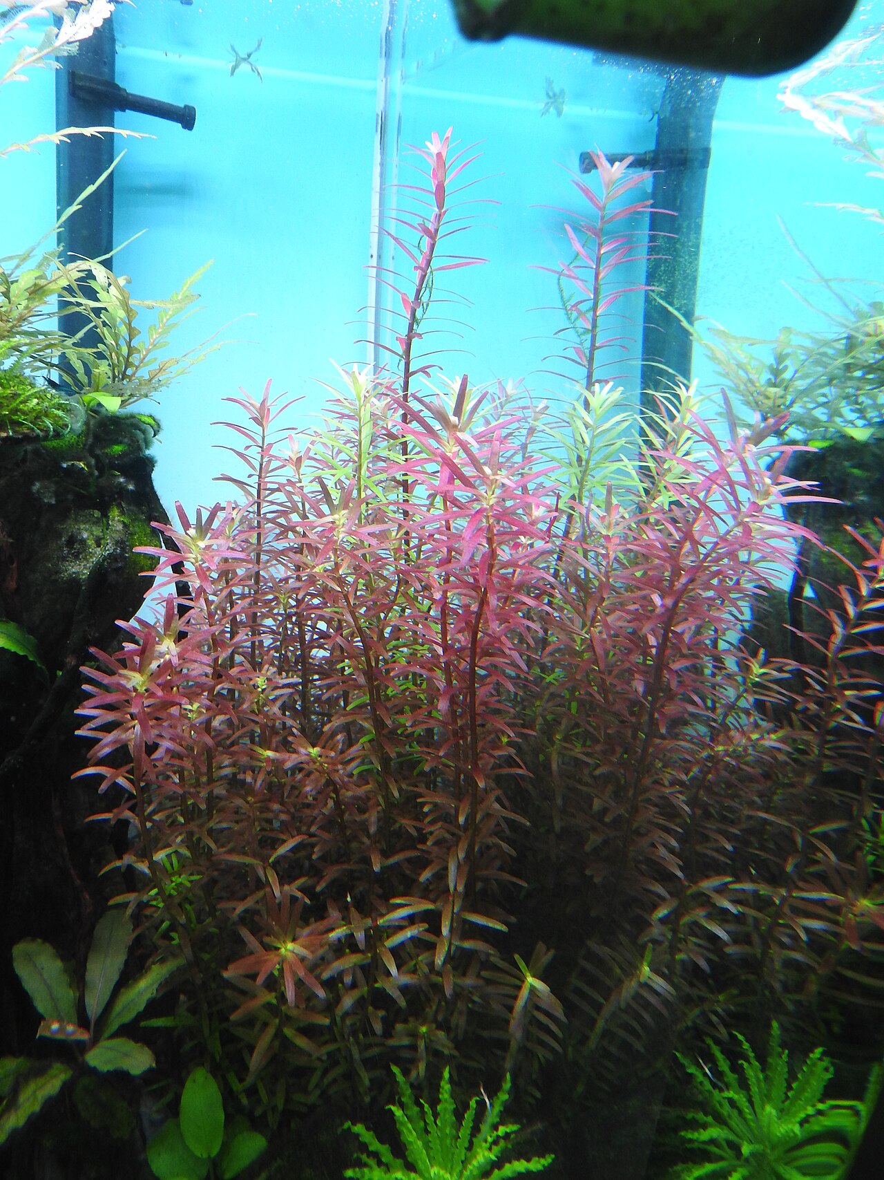 Dwarf rotala