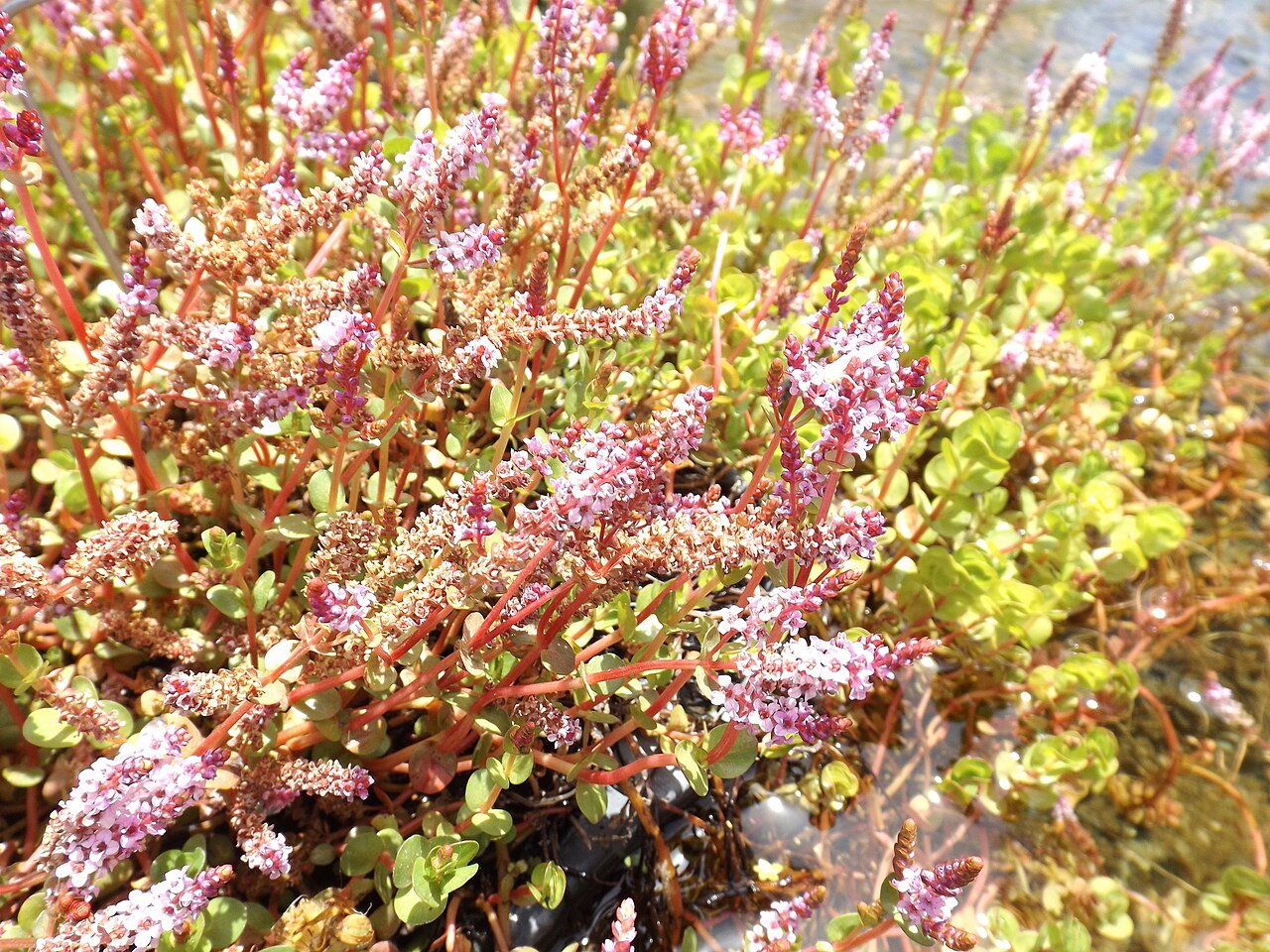 Dwarf rotala