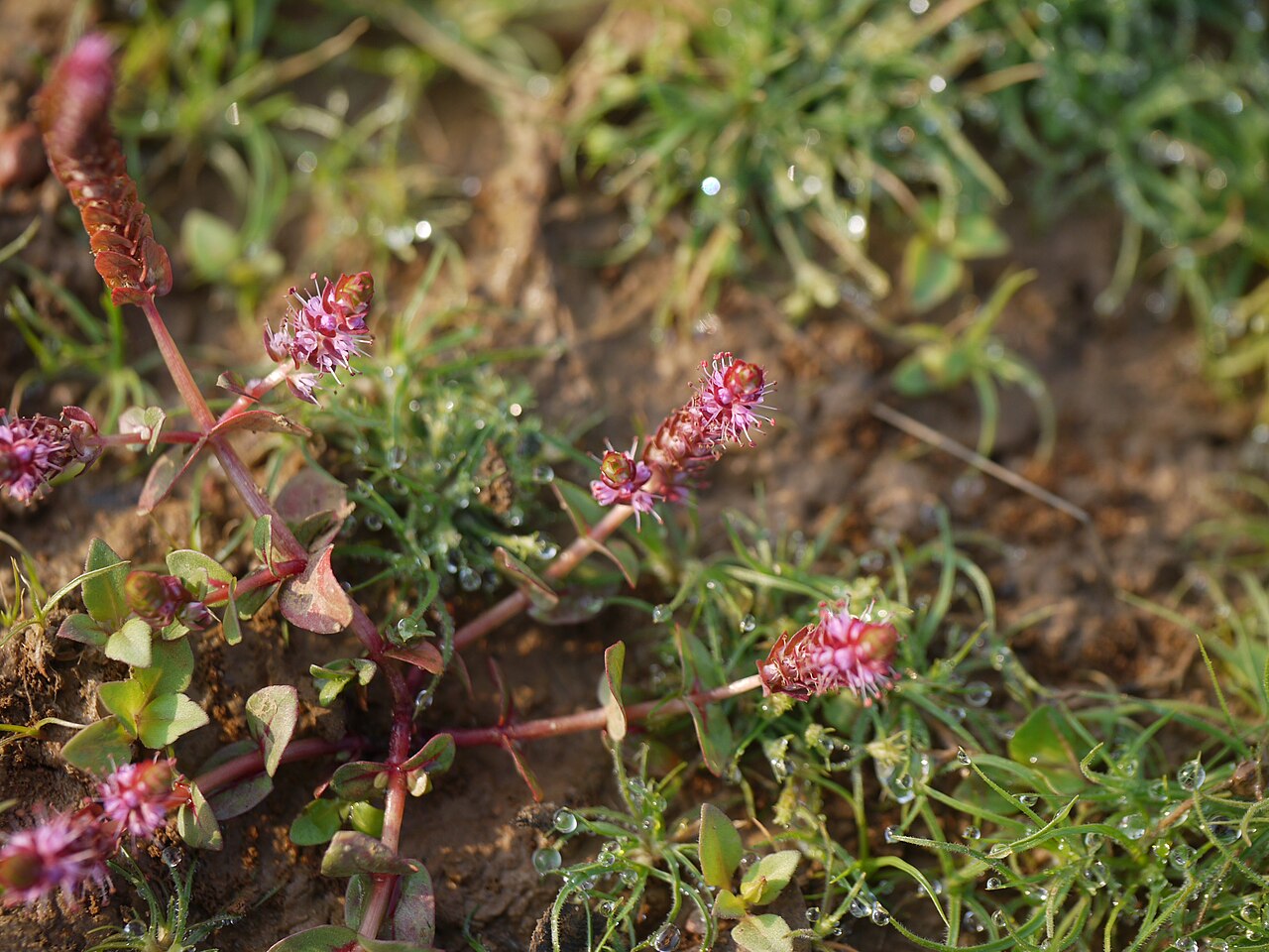 Giant red rotala