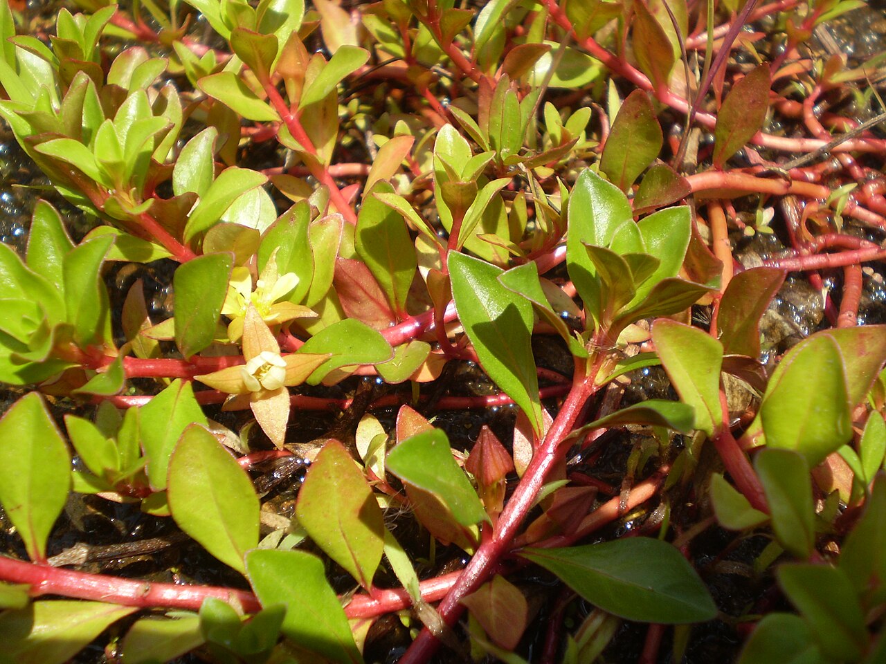 Creeping primrose-willow
