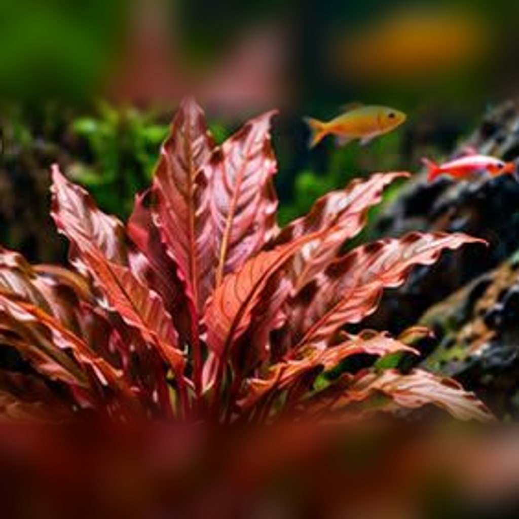 Cryptocoryne 'Flamingo'