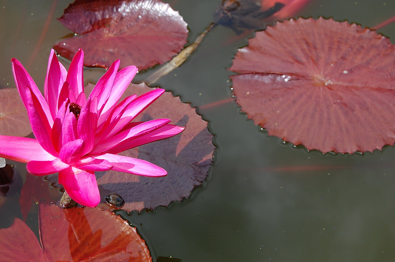 Red water lily