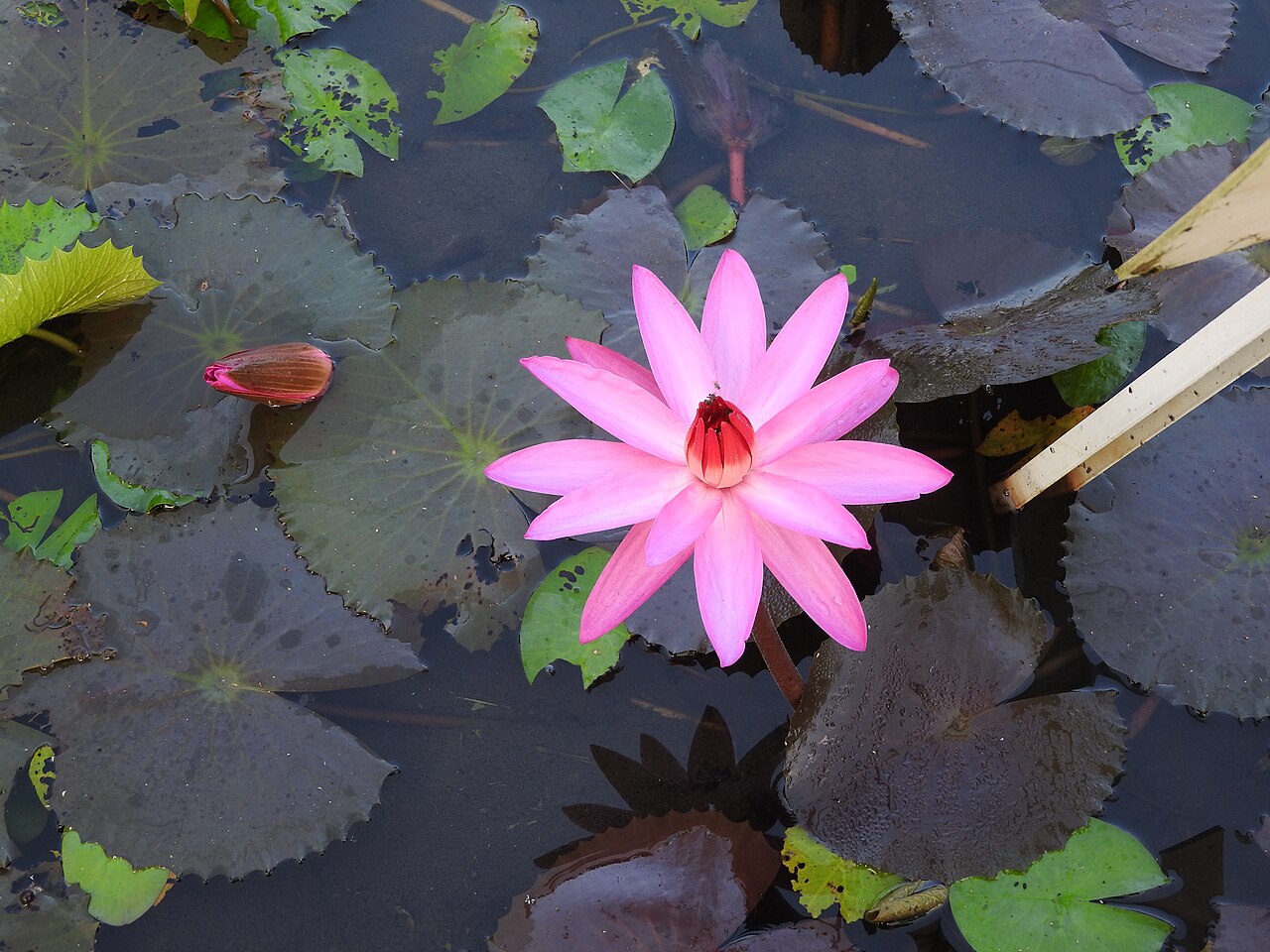 Red water lily