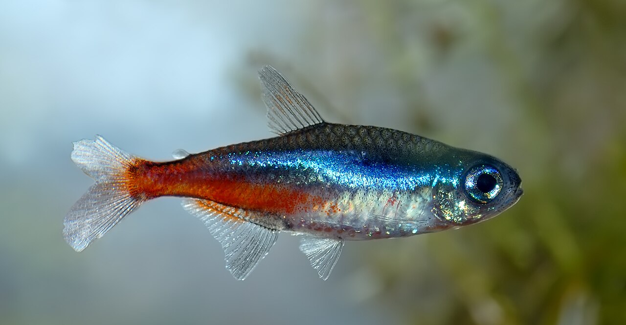 Neon tetra