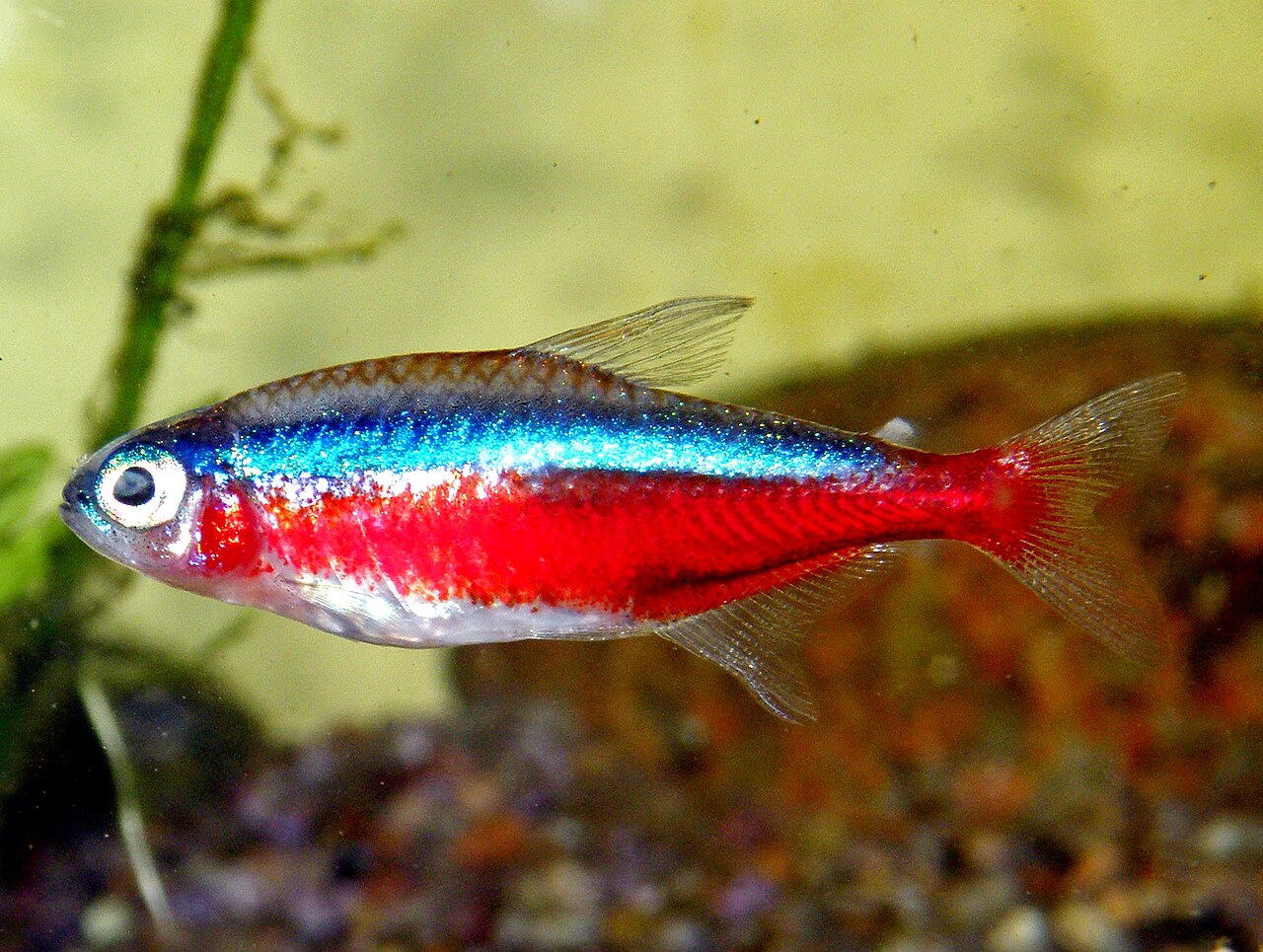 Cardinal tetra