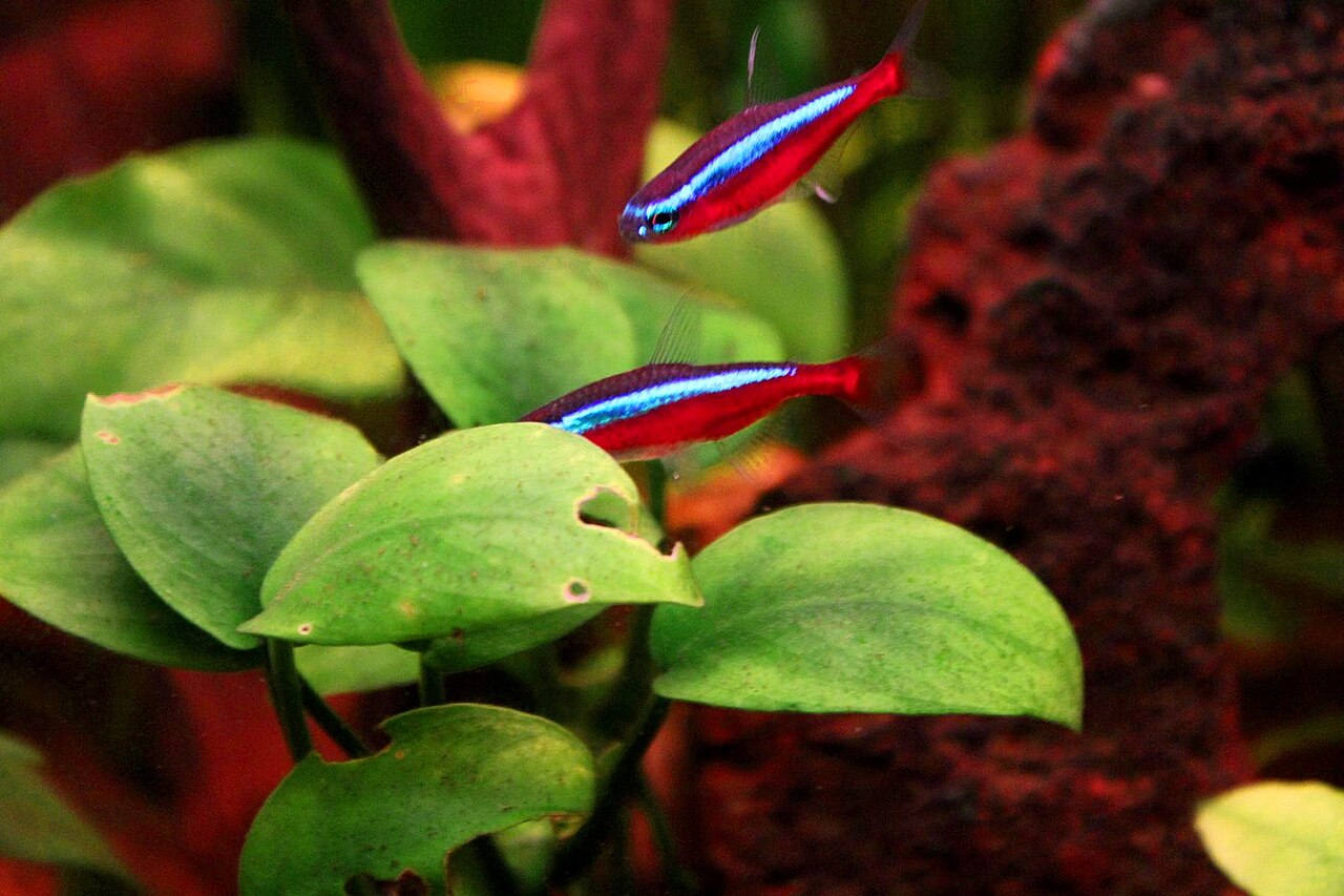 Cardinal tetra
