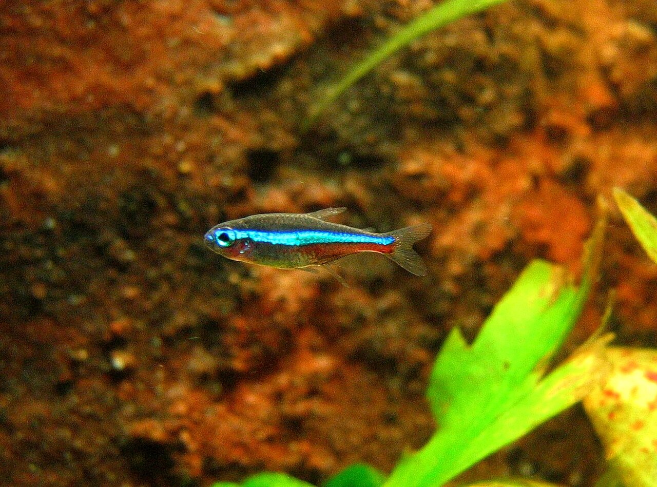 Green neon tetra