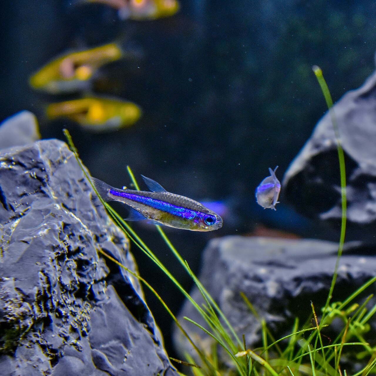 Green neon tetra