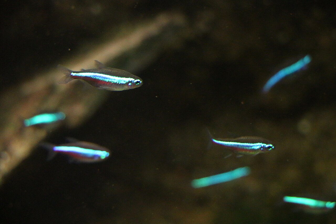Green neon tetra