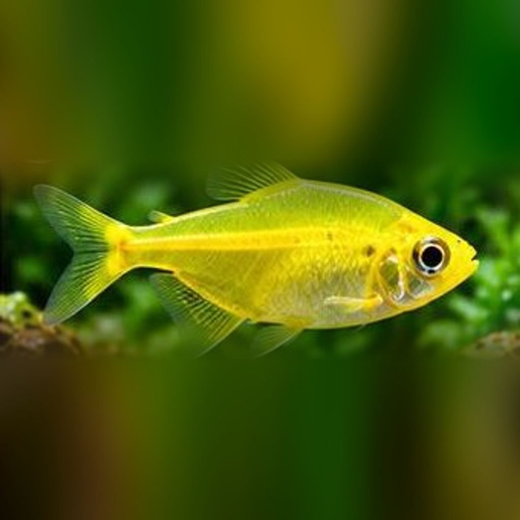 Lemon tetra